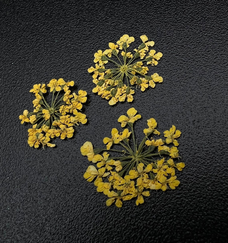 Zoo Flores secas 1675 "Flores favoritas"