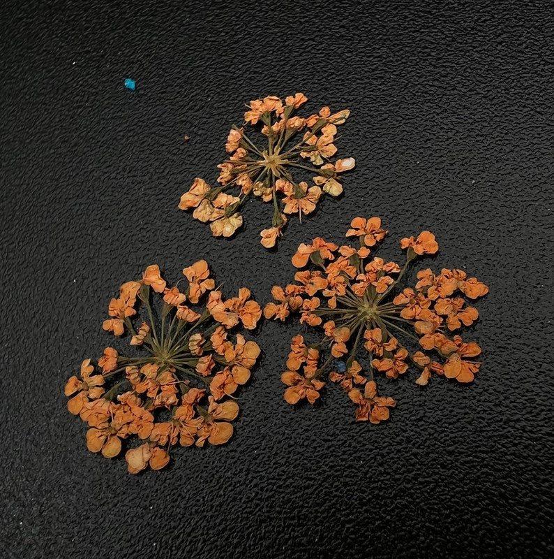 Zoo Dried Flowers 1676 "Favorite flowers"