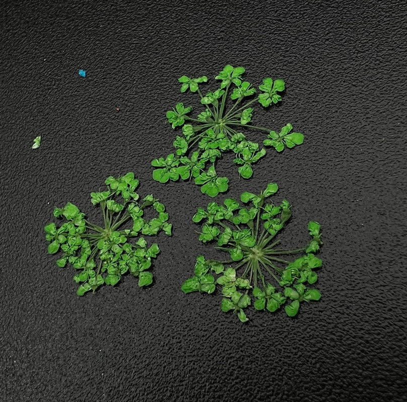 Zoo Dried Flowers 1677 "Favorite flowers"