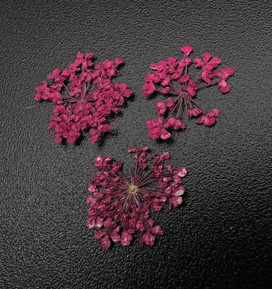 動物園乾花1682《最喜歡的花》