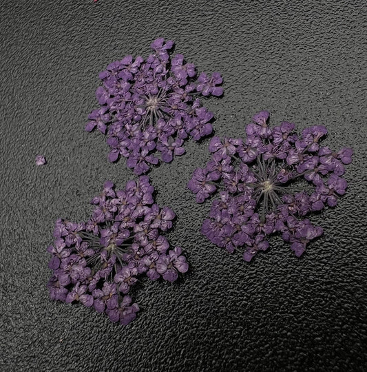 動物園乾花1684《最愛的花》
